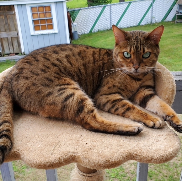 🐆🐆Meet Misha🐆🐆 - Picture 9 of 10